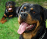 CHIENS DANGEREUX
