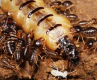 CHASSE AUX TERMITES